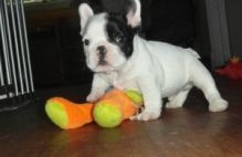perfect French Bulldog Kc Puppies Ready Mid December