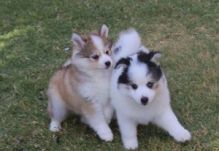 Precious Pomsky puppies available now