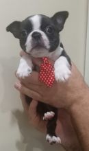 Quality males and females Boston Terrier puppies