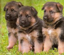 Registered German Shepherd Puppies Ready
