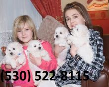 Snow white Bichon Frise puppies Available Txt only via (530) 522-8115