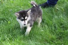 They are purebred Alaskan Malamute