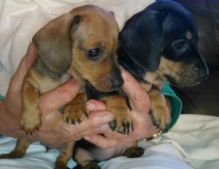 Tiny Smooth haired miniature Dachshunds