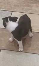 Top quality Boston Terrier puppies(100% Purebred)