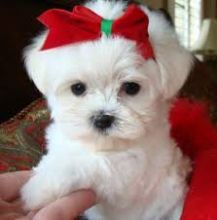 White Maltese Puppies Ready