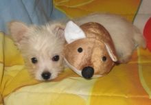 Westie/yorki