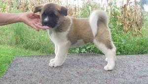 Adorable Akita Puppies for Adoption Image eClassifieds4u