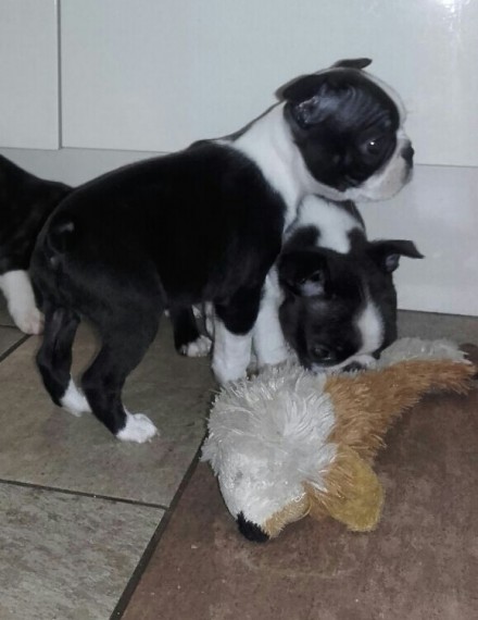 Beautiful Boston Terrier Boy Ckc Reg Image eClassifieds4u