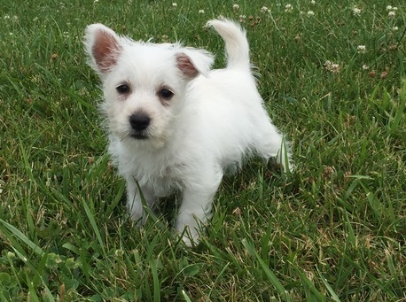 Beautiful litter of Westies now available to approved homes! Image eClassifieds4u