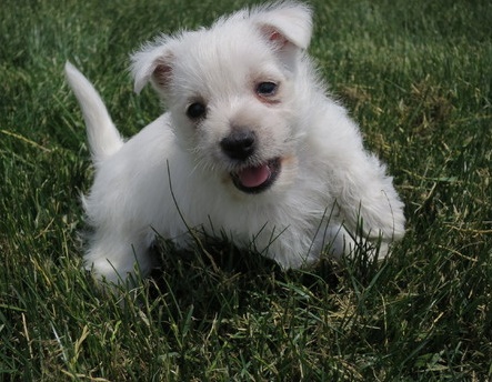 Beautiful litter of Westies now available to approved homes! Image eClassifieds4u