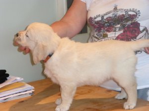 Labrador retriever puppies forsale Image eClassifieds4u