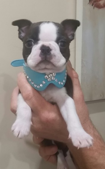 Litter of Boston Terrier puppies Image eClassifieds4u