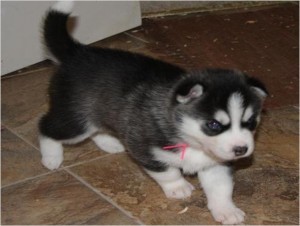 Lovely Siberian Husky puppies Image eClassifieds4u