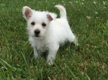 Beautiful litter of Westies now available to approved homes! Image eClassifieds4u 4