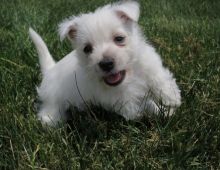 Beautiful litter of Westies now available to approved homes! Image eClassifieds4u 3