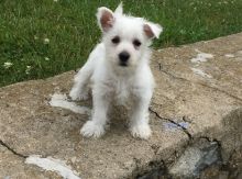 Beautiful litter of Westies now available to approved homes! Image eClassifieds4u 2