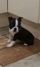 Boston Terrier Puppy Image eClassifieds4U