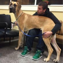 Brown Great Dane Playful and Sweet (918) 416-1206 Image eClassifieds4U