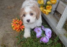 Cavachon Puppies For Sale Image eClassifieds4u 2