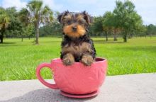 Cute little golden CKC yorkie girl ready for her forever home. Image eClassifieds4u 1