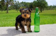 Cute little golden CKC yorkie girl ready for her forever home. Image eClassifieds4u 2