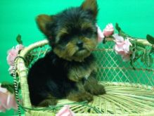 I have gorgeous Teacup Yorkie puppies -teacup sizes for sale. Image eClassifieds4U