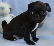 Jethro is our adorable and sweet little Pug Image eClassifieds4u 2