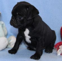 Jethro is our adorable and sweet little Pug Image eClassifieds4u 1
