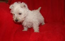 Madison is a sweetheart! She loves to cuddle and be snuggled in your lap Image eClassifieds4u 4