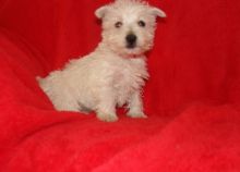 Madison is a sweetheart! She loves to cuddle and be snuggled in your lap Image eClassifieds4u 2