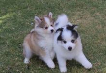 Precious Pomsky puppies available now Image eClassifieds4U