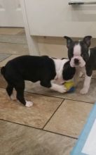 Reg Boston Terrier Puppy For Rehoming Image eClassifieds4U