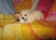 Westie/yorki Image eClassifieds4u 4