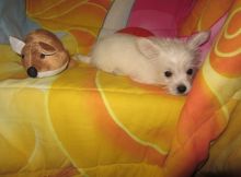Westie/yorki Image eClassifieds4u 3