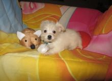 Westie/yorki Image eClassifieds4u 2