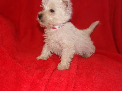 Madison is a sweetheart! She loves to cuddle and be snuggled in your lap Image eClassifieds4u