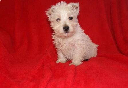 Madison is a sweetheart! She loves to cuddle and be snuggled in your lap Image eClassifieds4u