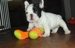 perfect French Bulldog Kc Puppies Ready Mid December Image eClassifieds4u