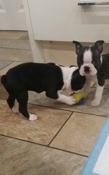 Reg Boston Terrier Puppy For Rehoming Image eClassifieds4u