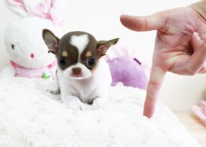 Teacup Chihuahua Puppies Image eClassifieds4u