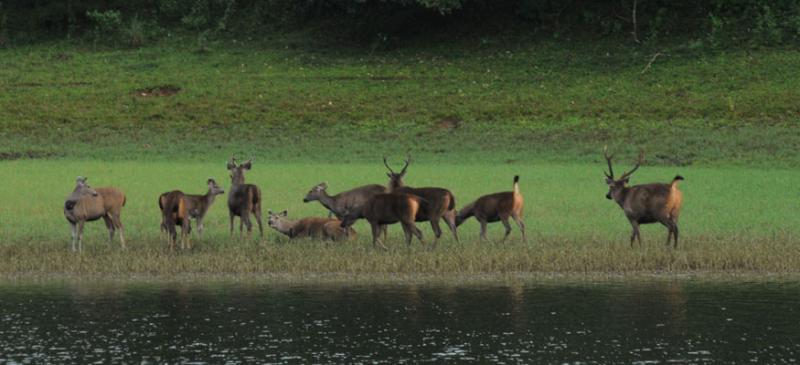 The best Kerala tour packages and enjoy heaven while on earth - Flamingo Travels Image eClassifieds4u