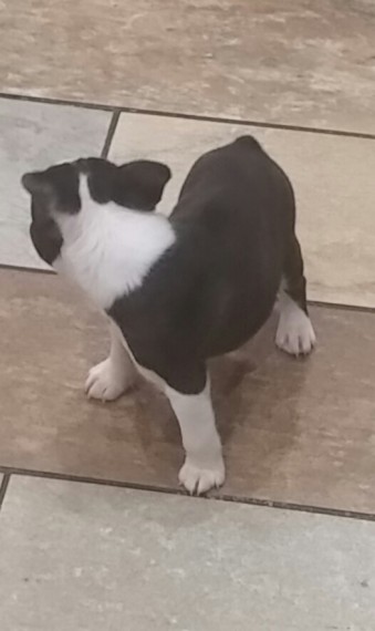 Top quality Boston Terrier puppies(100% Purebred) Image eClassifieds4u