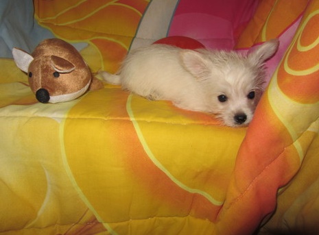 Westie/yorki Image eClassifieds4u