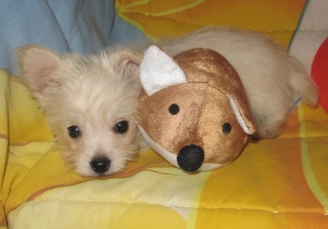 Westie/yorki Image eClassifieds4u