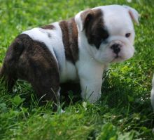Healthy Beautiful English bulldogs for adoption contact::::(annamelvis225@gmail.com)