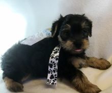 Yorkshire Terrier Healthy contact::::(edenaudrey@yahoo.com) Video Available