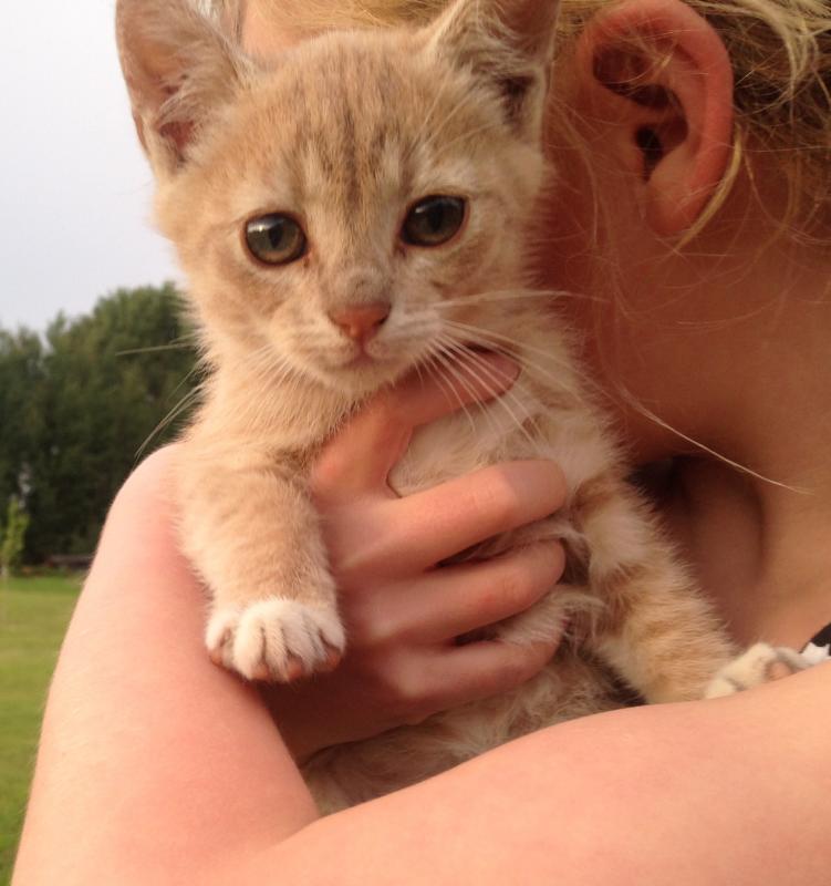 Free Kitten Image eClassifieds4u
