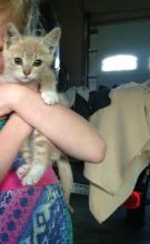 Free Kitten Image eClassifieds4u 1