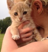 Free Kitten Image eClassifieds4u 2