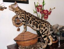 Well Socialized F1 and F2 Savannah Kittens Available Text me at (678) 390-4450 Image eClassifieds4u 2